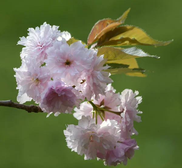 Sakura bloemen op groene achtergrond — Stockfoto