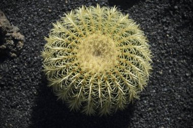 Spherical cactus with yellow thorns on a background of black soi clipart