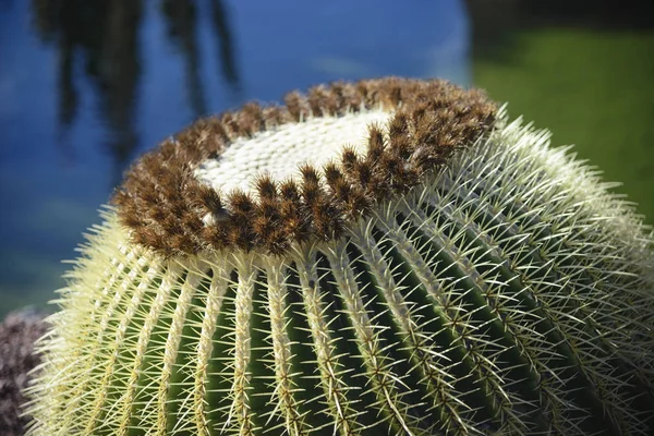 Big beautiful cactus — Stock Photo, Image