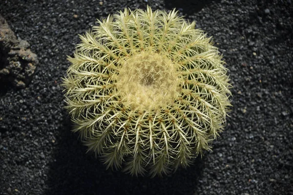 Siyah soi dikenli sarı dikenli küresel kaktüs.