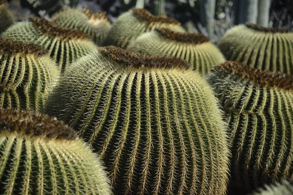 Large spherical cacti — Stock Photo, Image