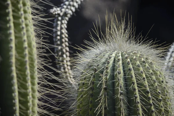 Extra long prickly cacti — Stock Photo, Image