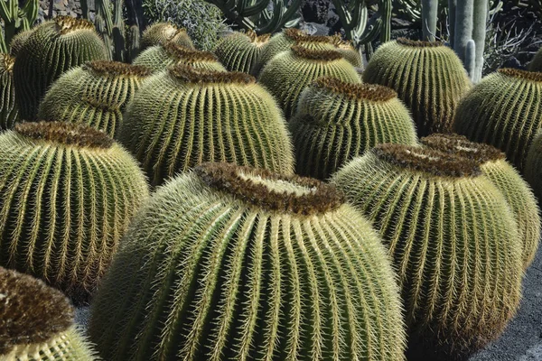 Компания кактусовых шаров в саду кактусов — стоковое фото