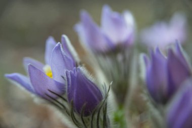 Çiçek açan kedi çiçeği çok güzeldir.