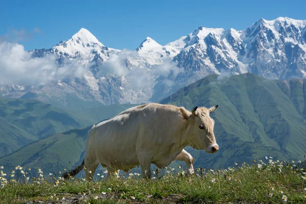 Vaca caminhando nas montanhas — Fotografia de Stock