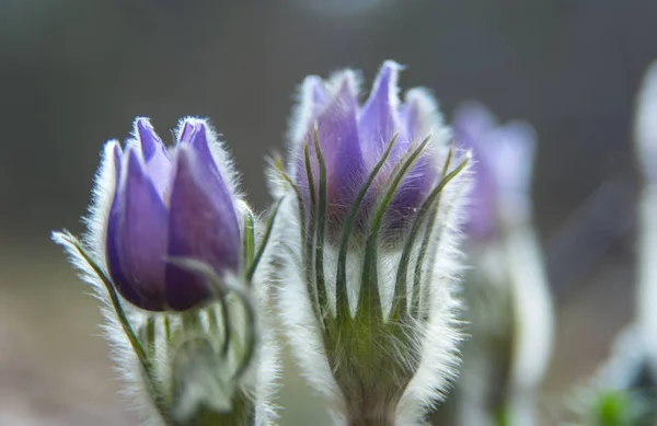 Fluffiga pasque-blommor i ljuset — Stockfoto