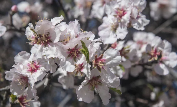 Flor de almendra exuberante — Foto de Stock