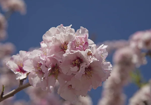 Flores de almendra agaisnt fondo cielo azul — Foto de Stock