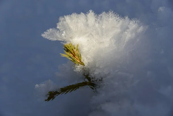 Germoglio di abete tra cristalli di neve — Foto Stock