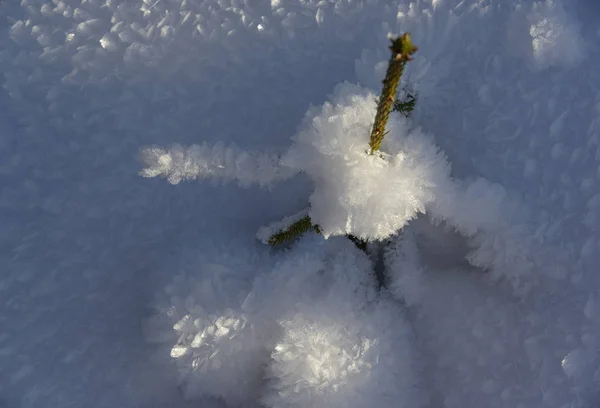 Pequena árvore de Natal coberta de neve — Fotografia de Stock