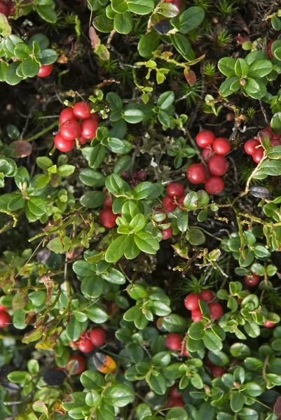 Bacche di mirtillo rosso tra foglie verdi — Foto Stock