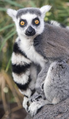 Çizgili lemur yakın mesafeden bakıyor. Madagaskar.