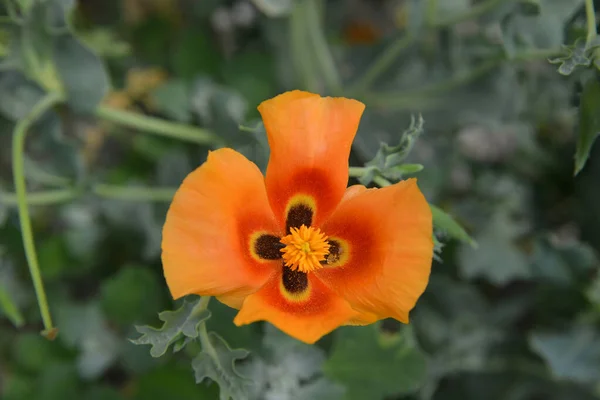 Oranje Bloem Glaucium Hoornpapaver Close — Stockfoto