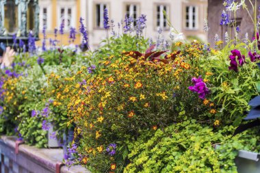 Güzel Çiçekli Ev Bahçesi. Bahçe. 