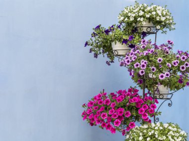 Mavi Arkaplanda Saksıda Çiçek Açan Petunya Çiçekleri 