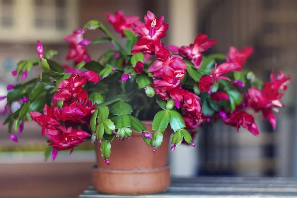 Christmas Cactus Flower Pot — Stock Photo, Image