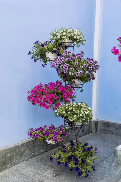 Kwitnąca Petunia Kwiaty Pot Niebieskim Tle — Zdjęcie stockowe