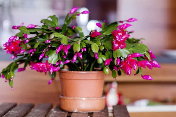 Flor Cactus Navidad Una Olla — Foto de Stock