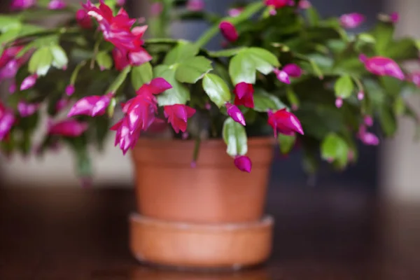 Christmas Cactus Flower Pot — Stock Photo, Image