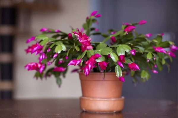 Flor Cactus Navidad Una Olla — Foto de Stock