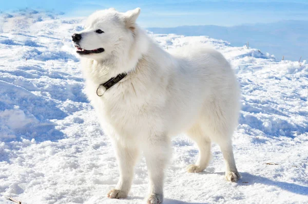 White Samoyed Dog Montanha Nevada Inverno — Fotografia de Stock