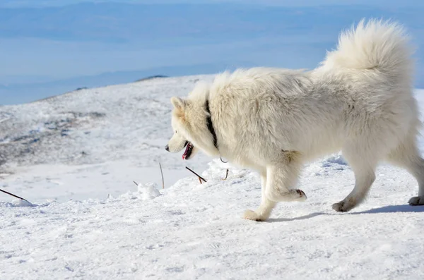 White Samoyed Dog Winter Snowy Mountain — 스톡 사진