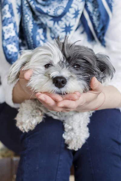 Piękny Słodkie Havanese Pies Siedzi Ramionach Pani — Zdjęcie stockowe