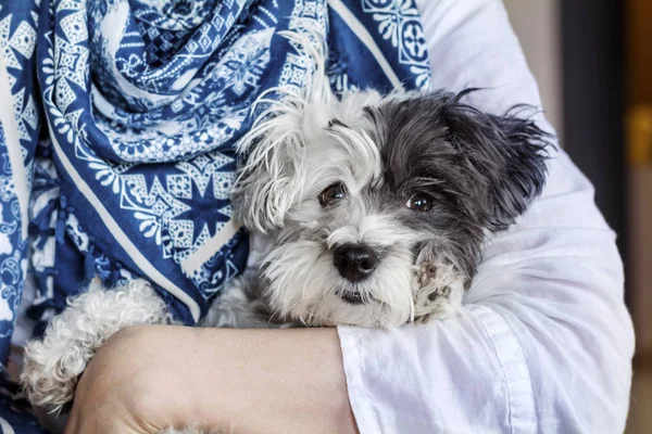 Piękny Słodkie Havanese Pies Siedzi Ramionach Pani — Zdjęcie stockowe