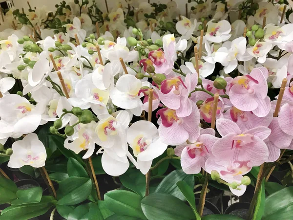 lots of beautiful potted orchids in the shop background