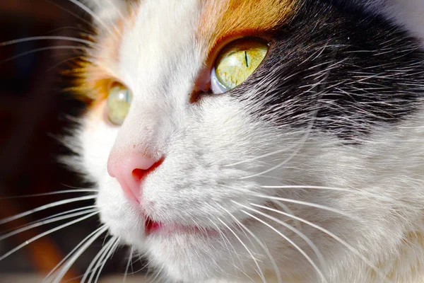 Close Van Mooie Pluizige Kat Zonnige Dag — Stockfoto