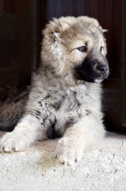 Arka plandaki köpek portresini kapat