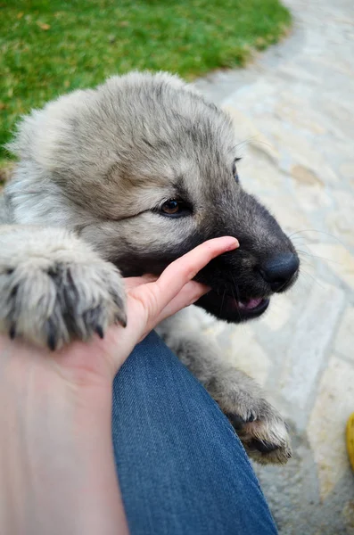 Cute Little Puppy Playing Human Hand Yard Background — 스톡 사진