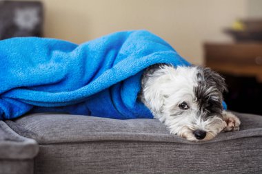 Mavi battaniyeli şirin havan köpeği uzanmış gri kanepe