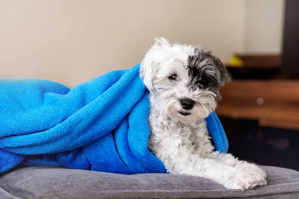 Mavi battaniyeli şirin havan köpeği uzanmış gri kanepe