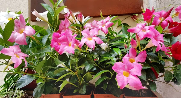 Pembe Mandevilla, sokakta taş bir tencerede Rocktrumpet çiçek  