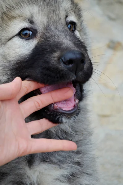 Pequeño Cachorro Jugando Con Mano Humana Fondo Del Patio — Foto de Stock