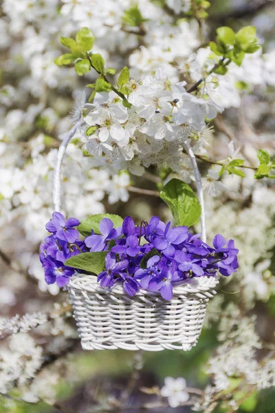 Witte Mand Met Paarse Bloemen Opknoping Tak Van Bloeiende Boom — Stockfoto