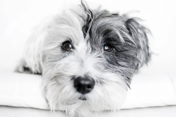 Black White Little Puppy Portrait Yard Background — Stock Photo, Image