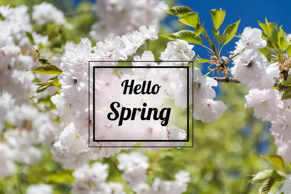 Hola Mensaje Primavera Marco Fondo Floral — Foto de Stock