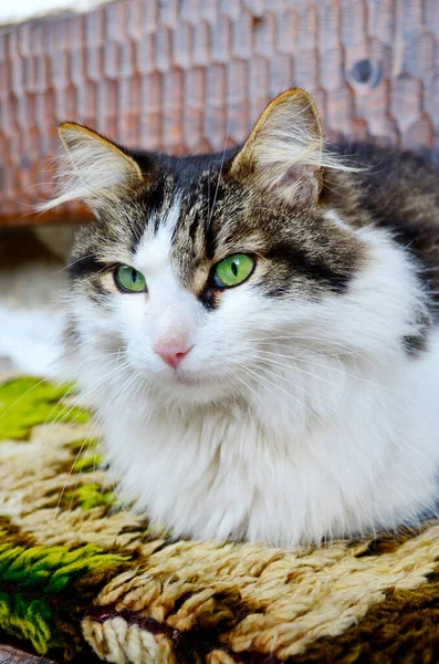 Portret Van Mooie Pluizige Kat Met Felgroene Ogen Tuin Achtergrond — Stockfoto