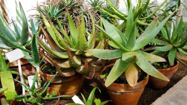 Botanik Bahçesindeki Saksılarda Aloe Vera Cacti Çiçekleri 