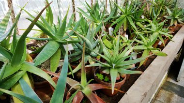 Botanik Bahçesindeki Saksılarda Aloe Vera Cacti Çiçekleri 