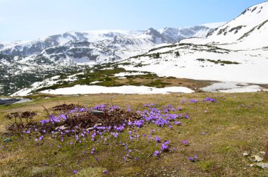 Karlı Tepeler ve Mor Çiçekli Crocus 'lu Kış Manzarası. Rila dağı, Bulgaristan 