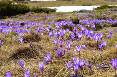 Karlı Tepeler ve Mor Çiçekli Crocus 'lu Kış Manzarası. Rila dağı, Bulgaristan 
