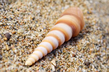 Deniz kabukları Kum Bayramında