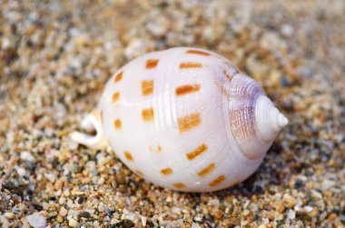 Deniz kabukları Kum Bayramında