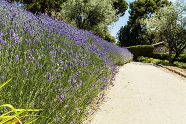 Yaz Parkında Çiçek Açan Lavanta Çiçekleri