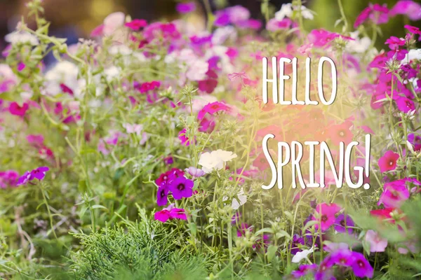 Hello Spring Message Beautiful Pink Spring Blooming Flowers Background — Stock Photo, Image