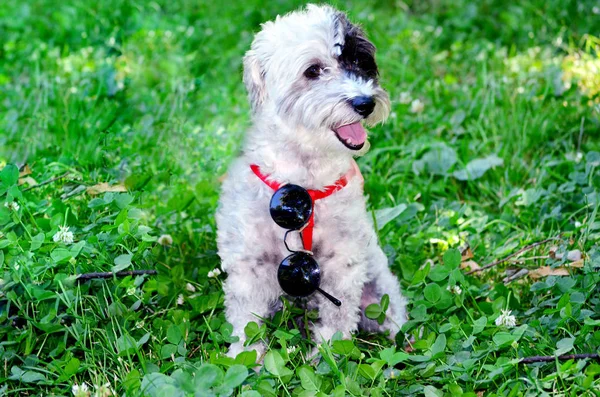 Sweet White Havanese Dog Sitting Green Grass Black Sunglasses Happy — Stock Photo, Image