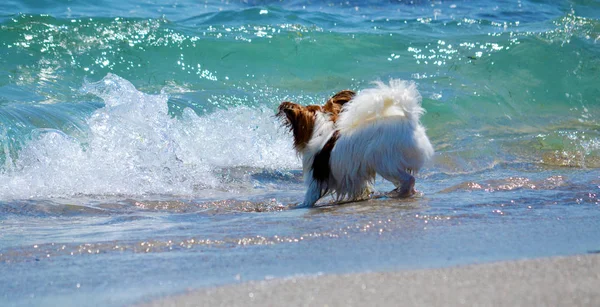 Chihuahua Cão Brincando Com Água Praia Cão Mar — Fotografia de Stock